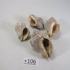 Peach Colored REAL Sea Shells about 3" long personally gathered